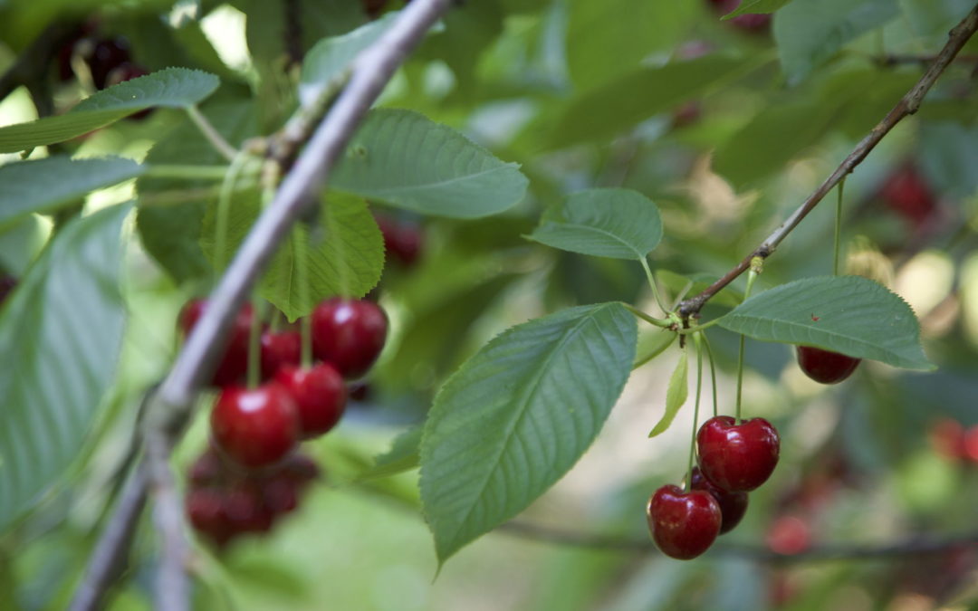 Le temps des cerises